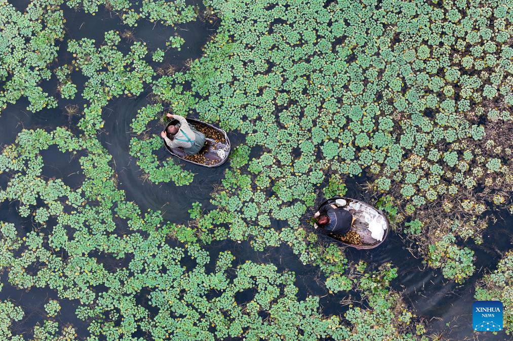 In pics: autumn harvest across China