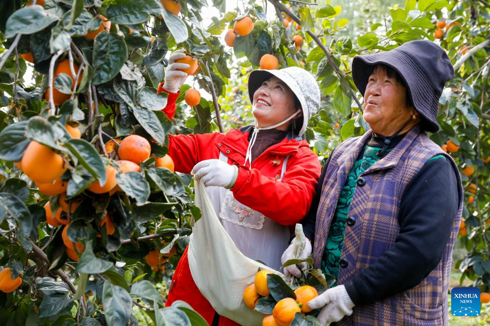 In pics: autumn harvest across China