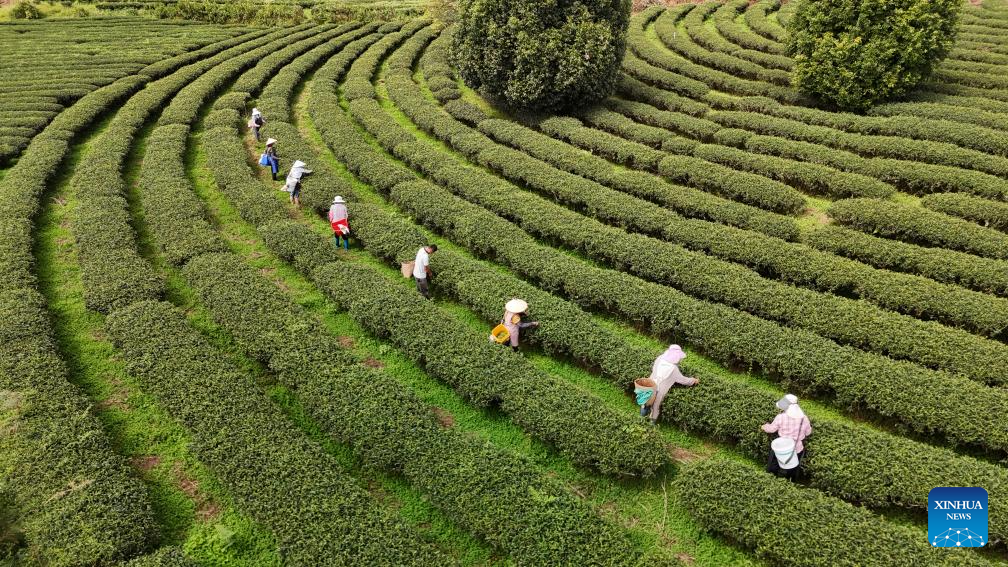 In pics: autumn harvest across China