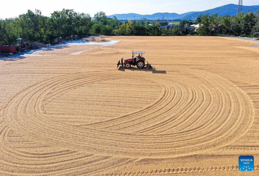 In pics: autumn harvest across China