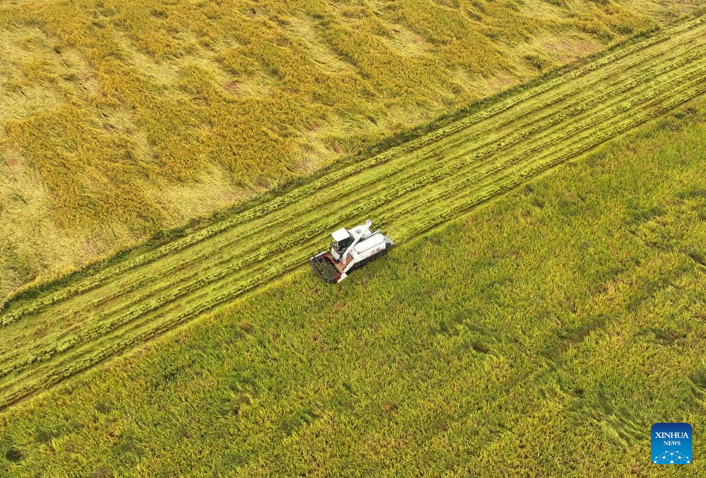 In pics: autumn harvest across China