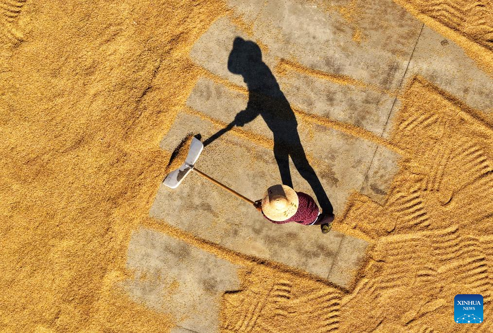 In pics: autumn harvest across China