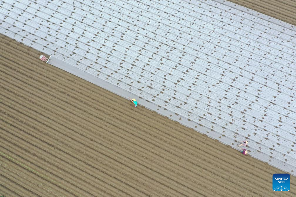 In pics: autumn harvest across China