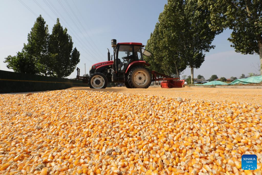 In pics: autumn harvest across China