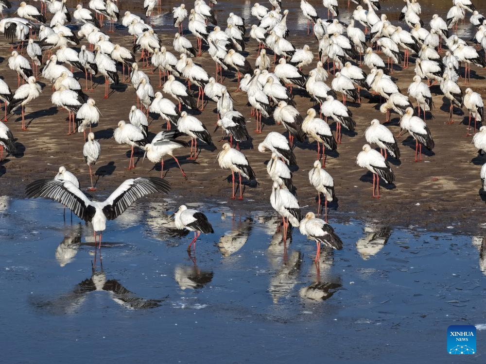 Migratory birds gather in migratory bird habitats across China's Heilongjiang and move southward