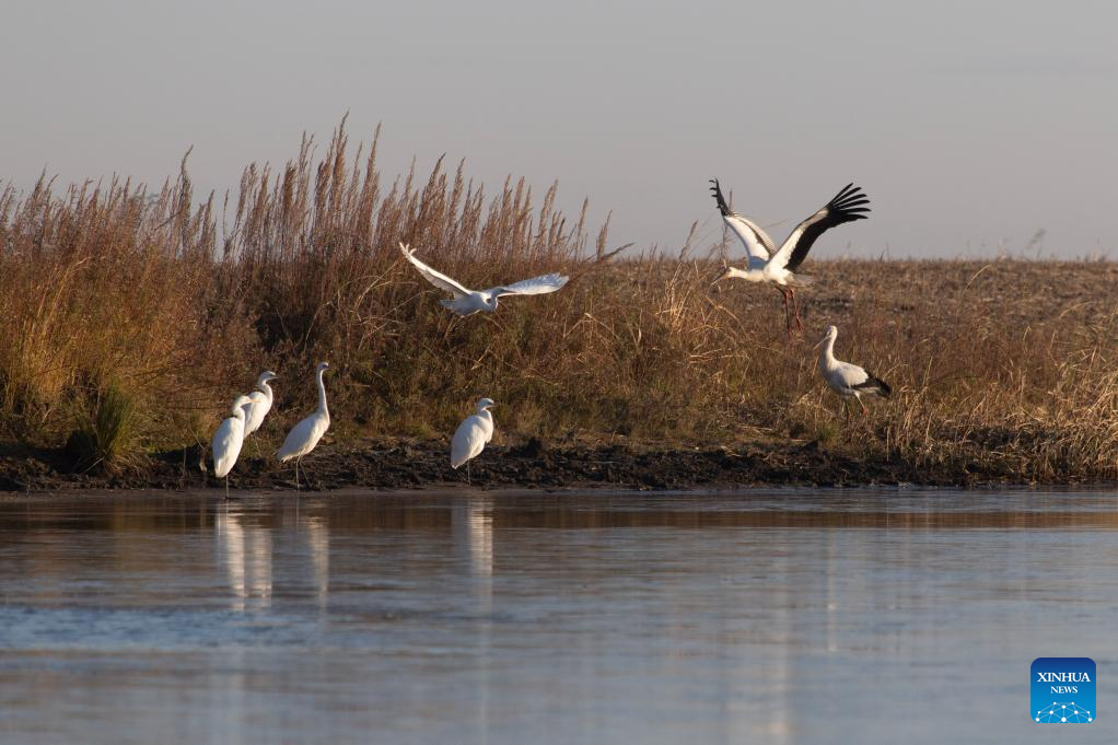 Migratory birds gather in migratory bird habitats across China's Heilongjiang and move southward