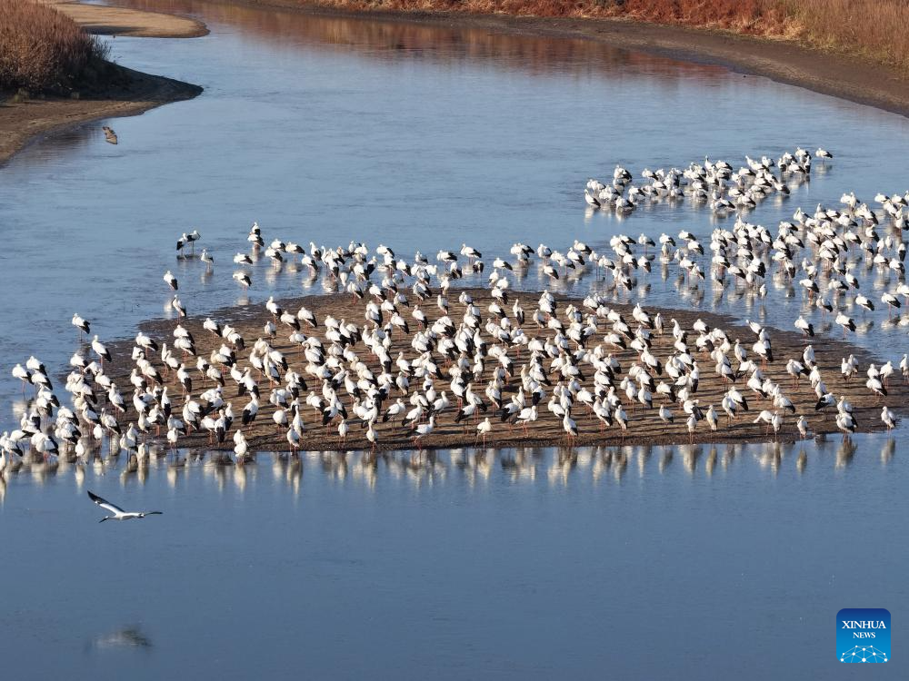 Migratory birds gather in migratory bird habitats across China's Heilongjiang and move southward