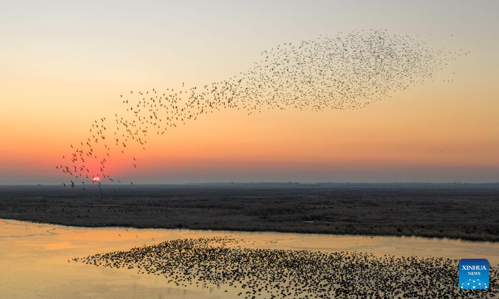 Migratory birds gather in migratory bird habitats across China's Heilongjiang and move southward