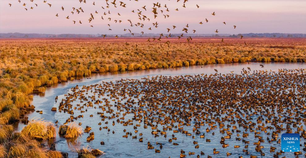Migratory birds gather in migratory bird habitats across China's Heilongjiang and move southward