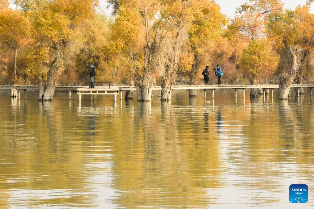 Autumn scenery of desert poplar forest in Xinjiang