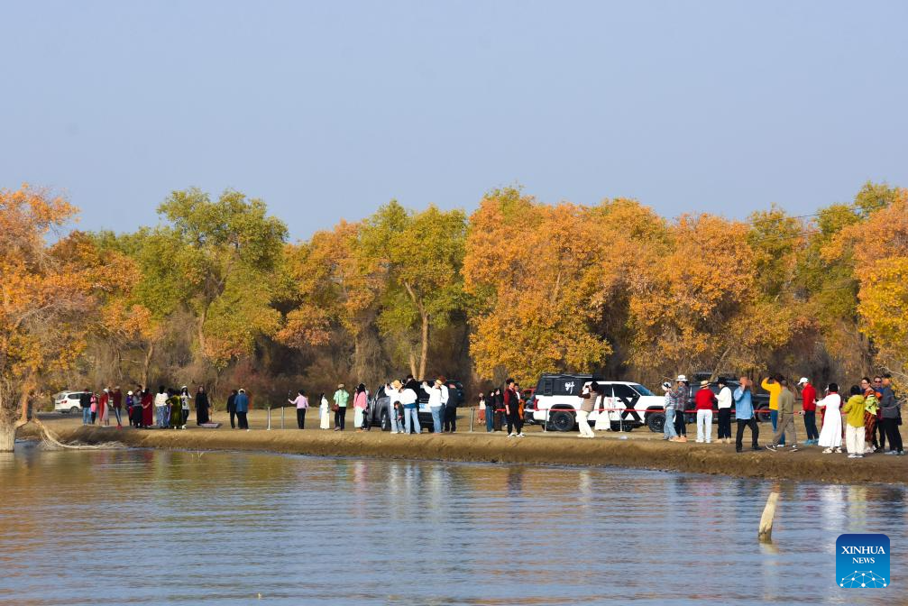 Autumn scenery of desert poplar forest in Xinjiang