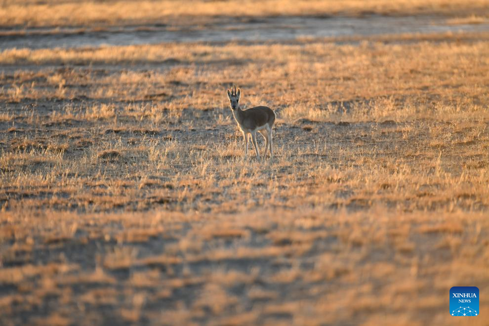 Autumn scenery across China