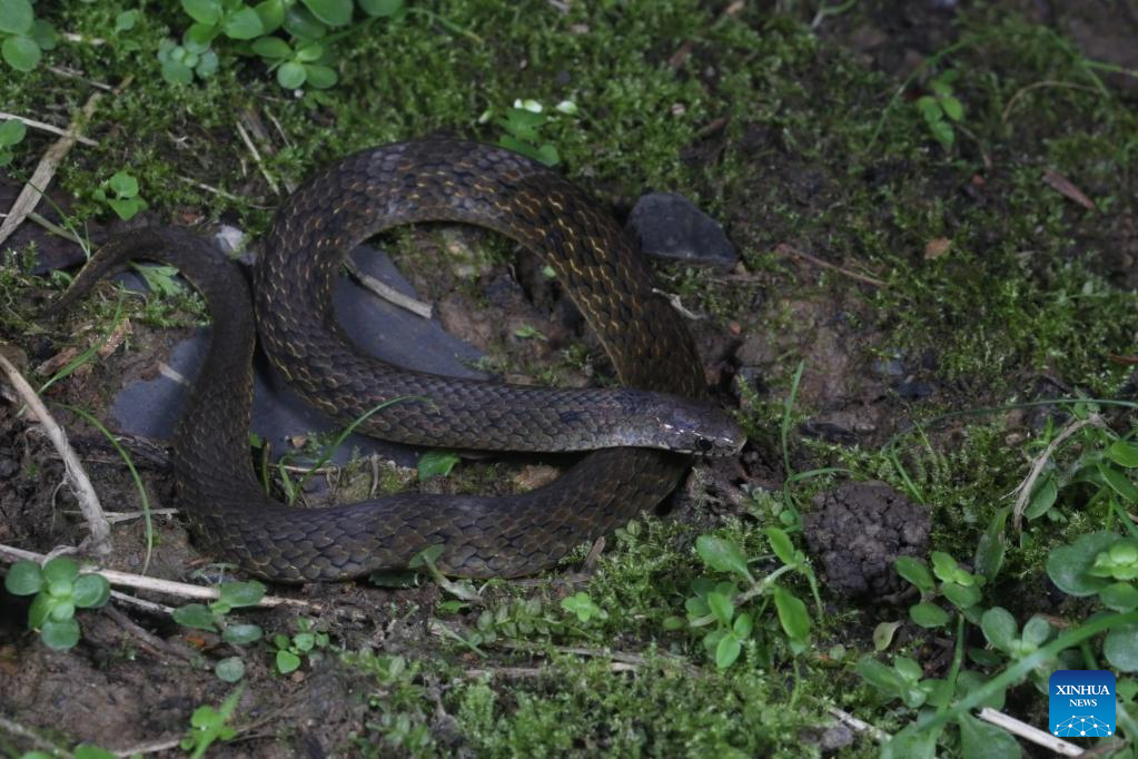 New snake species discovered in west China's bio-diverse region