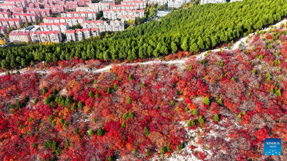 Autumn view of Jinan City, E China's Shandong