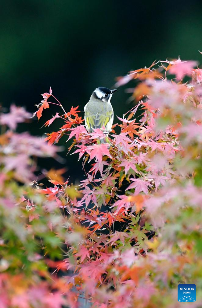 Autumn scenery across China