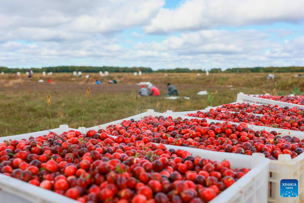 Cranberry industry thrives in Fuyuan City, China's Heilongjiang