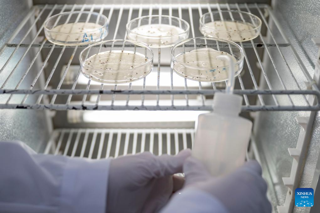 Cranberry industry thrives in Fuyuan City, China's Heilongjiang