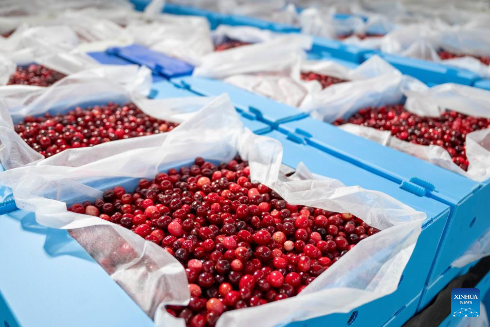 Cranberry industry thrives in Fuyuan City, China's Heilongjiang