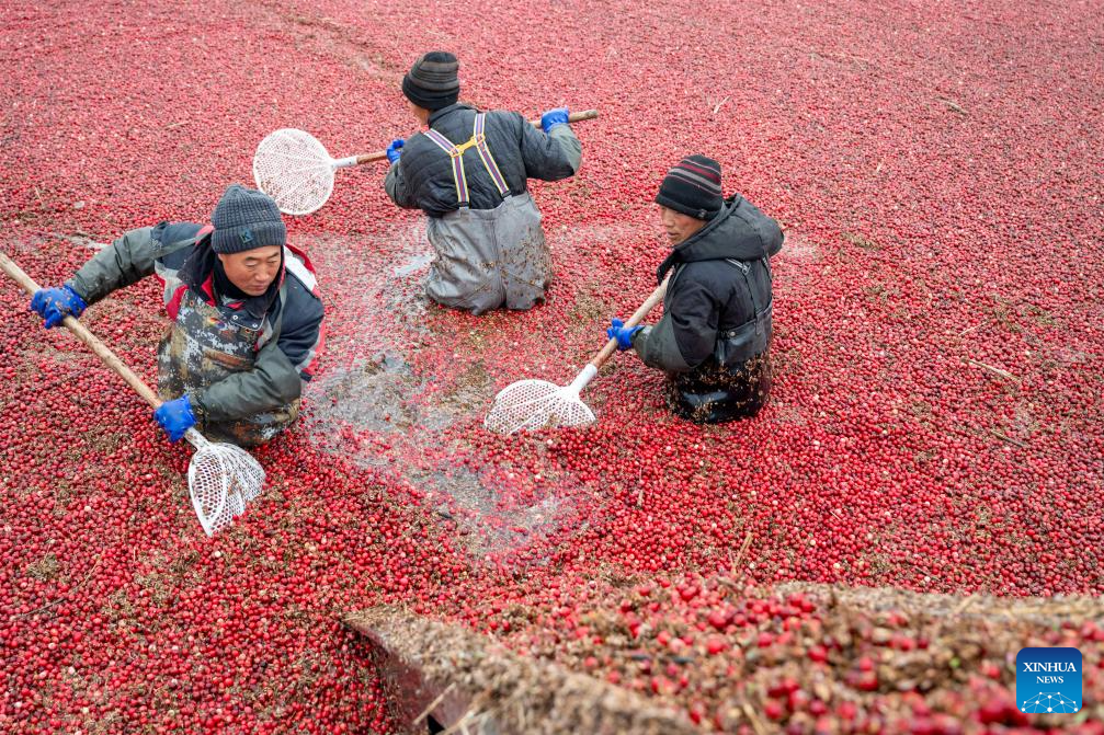 Cranberry industry thrives in Fuyuan City, China's Heilongjiang
