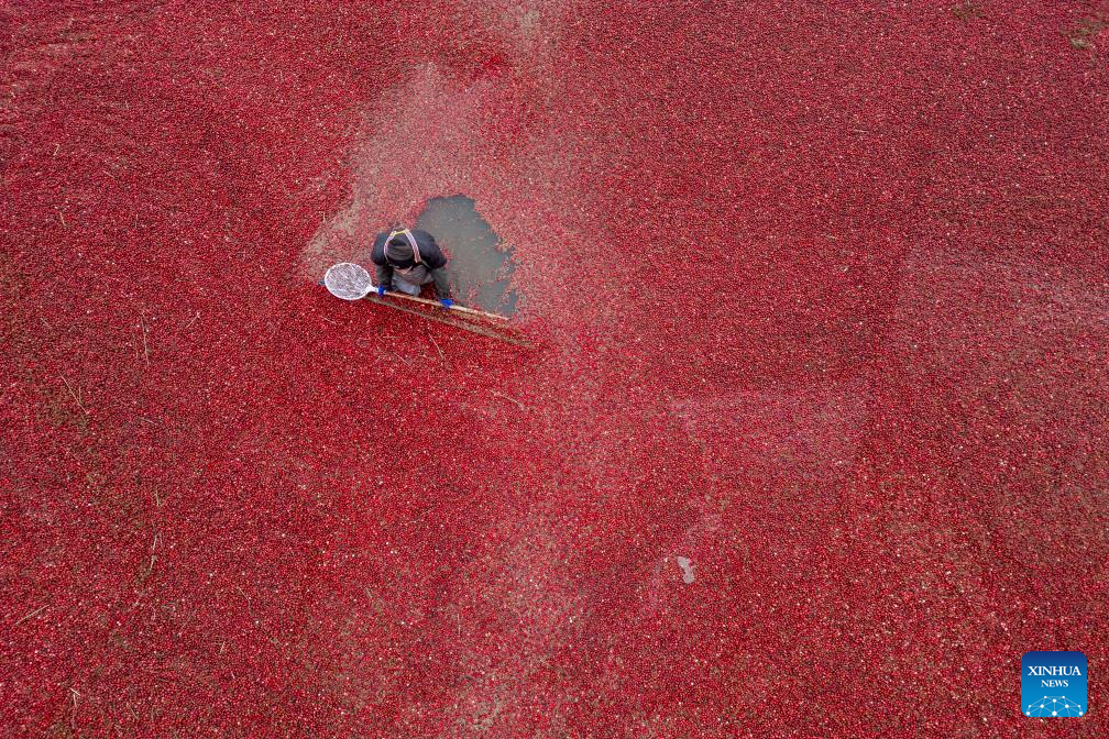 Cranberry industry thrives in Fuyuan City, China's Heilongjiang