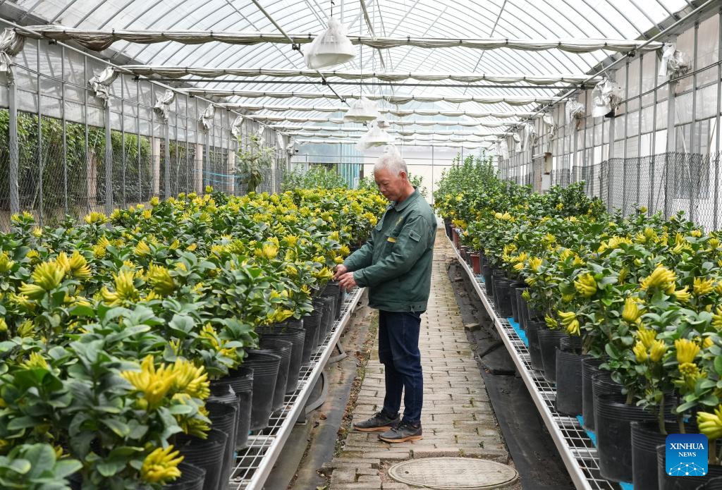 Jinhua fingered citrons enter harvest season in China's Zhejiang