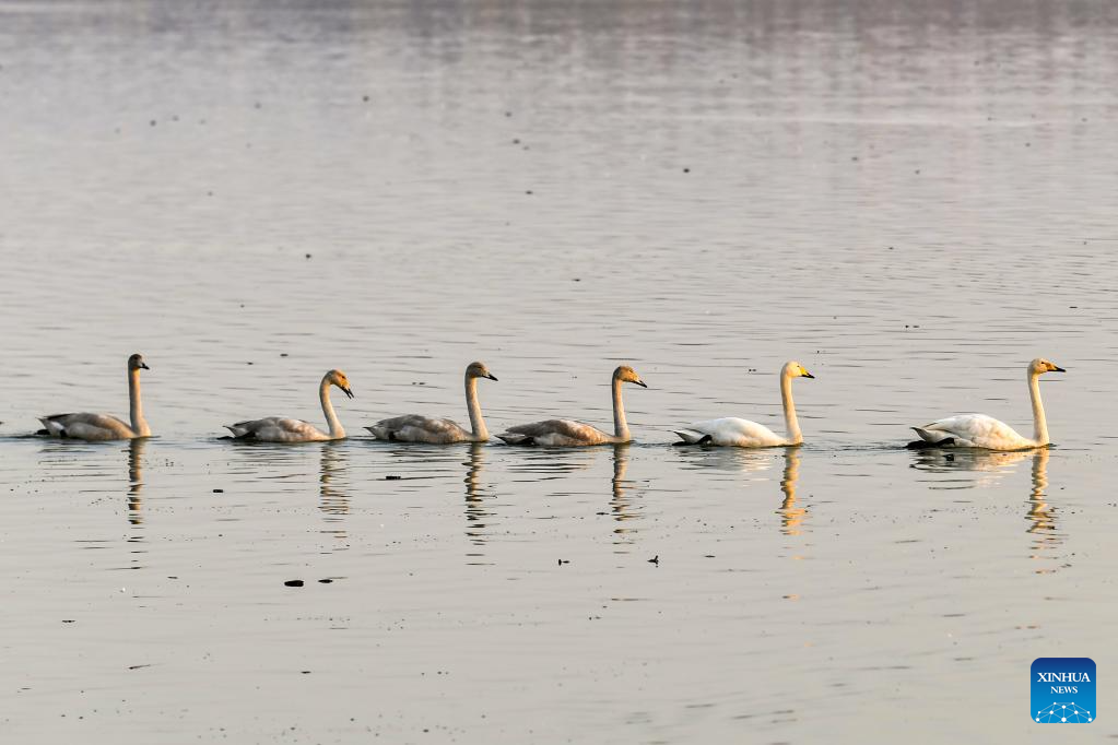 Pinglu Yellow River Wetland in N China welcomes migratory wild swans