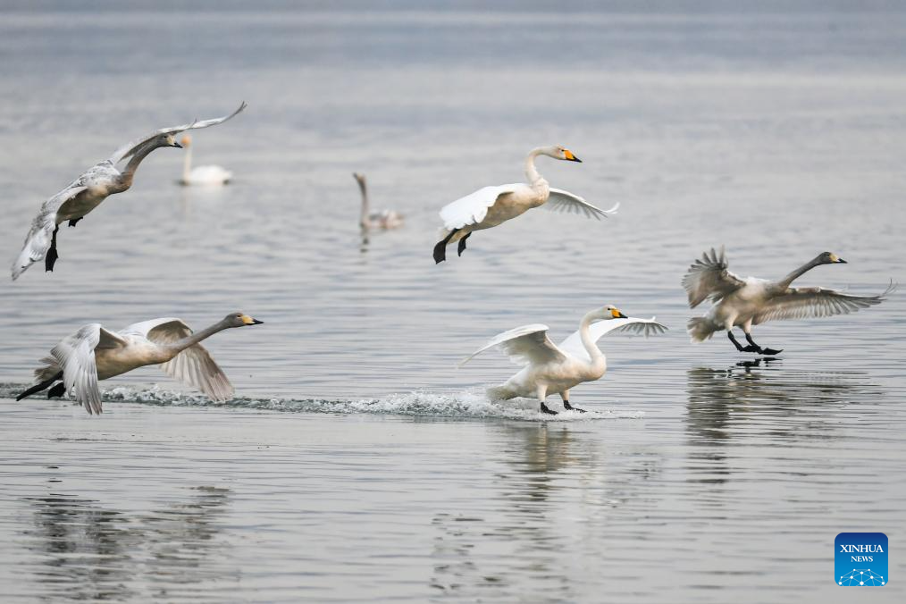 Pinglu Yellow River Wetland in N China welcomes migratory wild swans