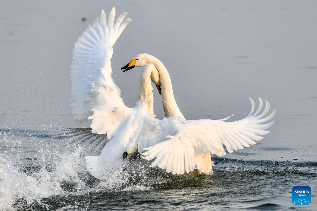Pinglu Yellow River Wetland in N China welcomes migratory wild swans