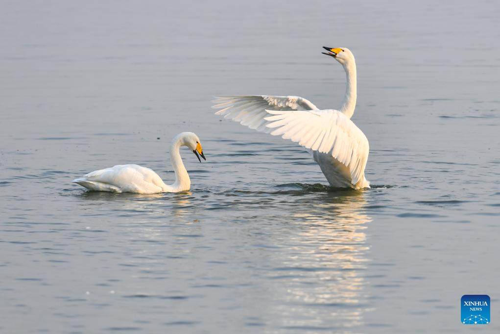 Pinglu Yellow River Wetland in N China welcomes migratory wild swans