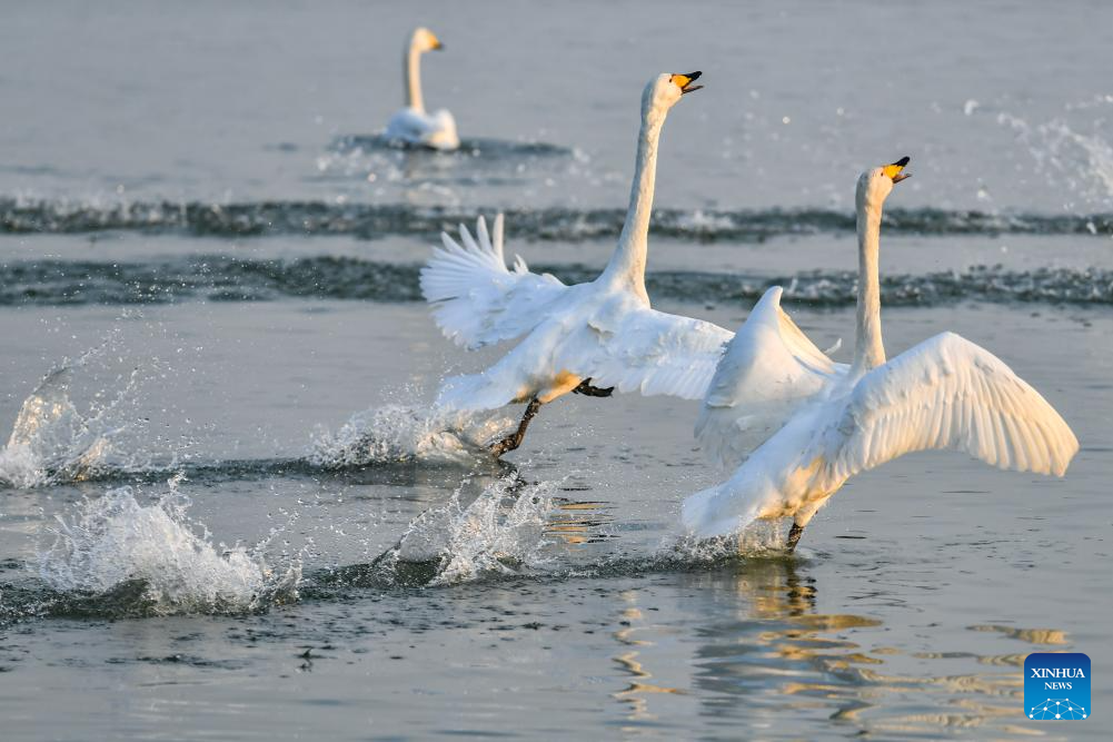 Pinglu Yellow River Wetland in N China welcomes migratory wild swans