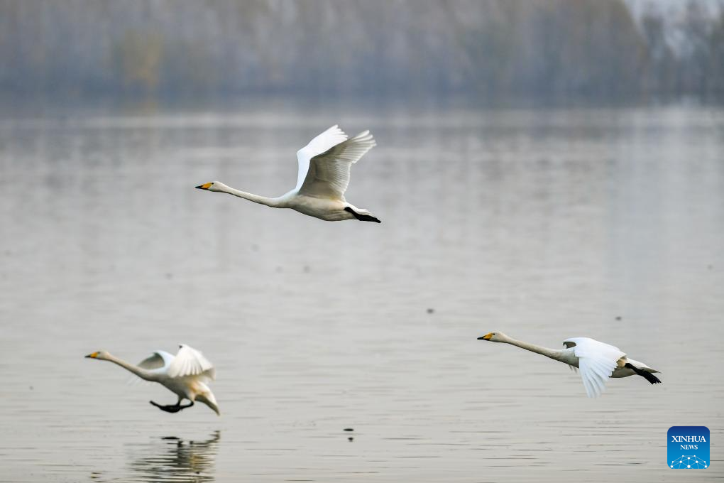 Pinglu Yellow River Wetland in N China welcomes migratory wild swans