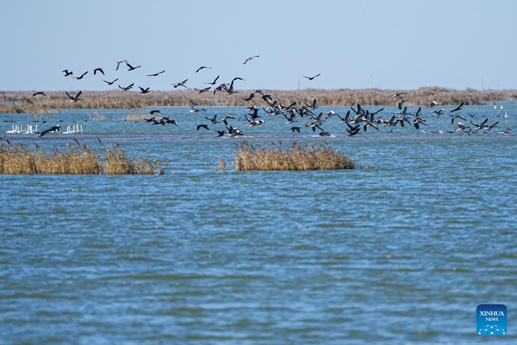 Migratory birds at Yellow River Delta National Nature Reserve in E China