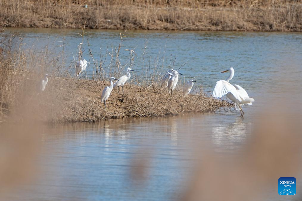 Migratory birds at Yellow River Delta National Nature Reserve in E China