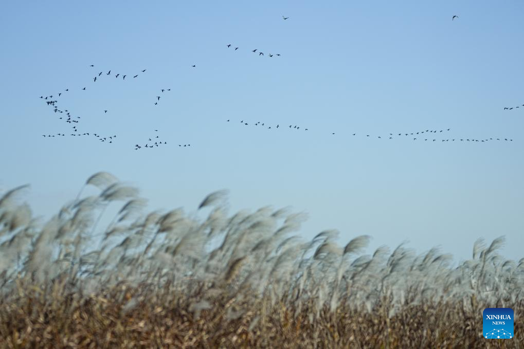 Bird paradise at Yellow River estuary shines as China advances flyway conservation