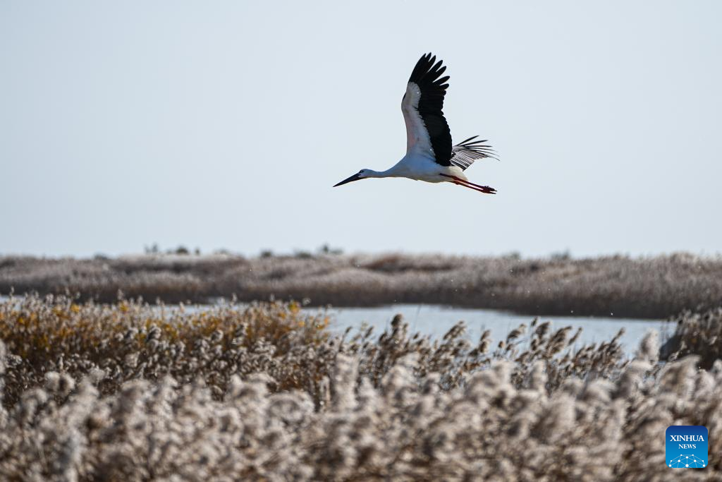 Bird paradise at Yellow River estuary shines as China advances flyway conservation