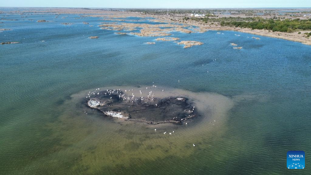 Bird paradise at Yellow River estuary shines as China advances flyway conservation