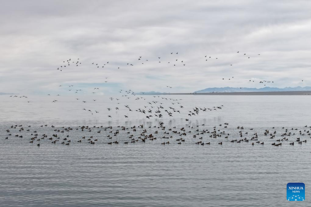 Lakes nurture ecological wetland in Gobi Desert, NW China's Gansu
