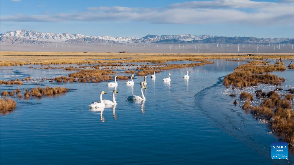 In pics: whooper swans at Xiaosugan lake wetland in NW China's Gansu