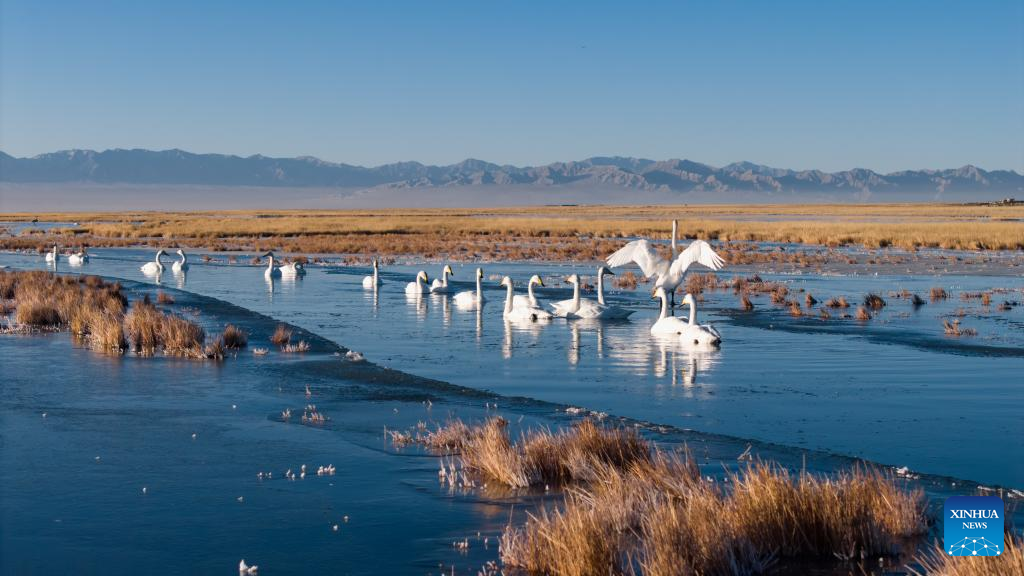 In pics: whooper swans at Xiaosugan lake wetland in NW China's Gansu