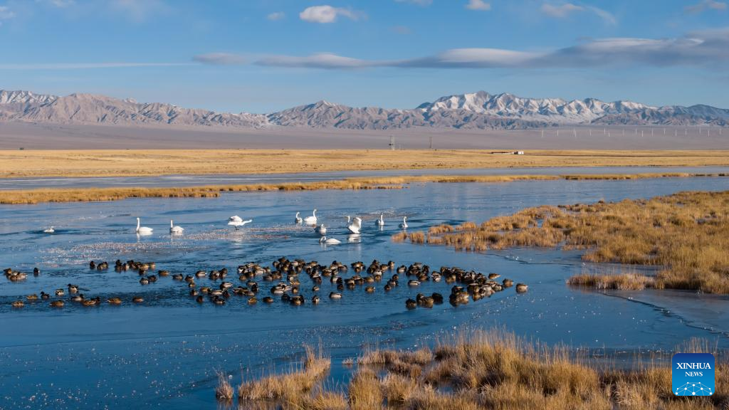 In pics: whooper swans at Xiaosugan lake wetland in NW China's Gansu