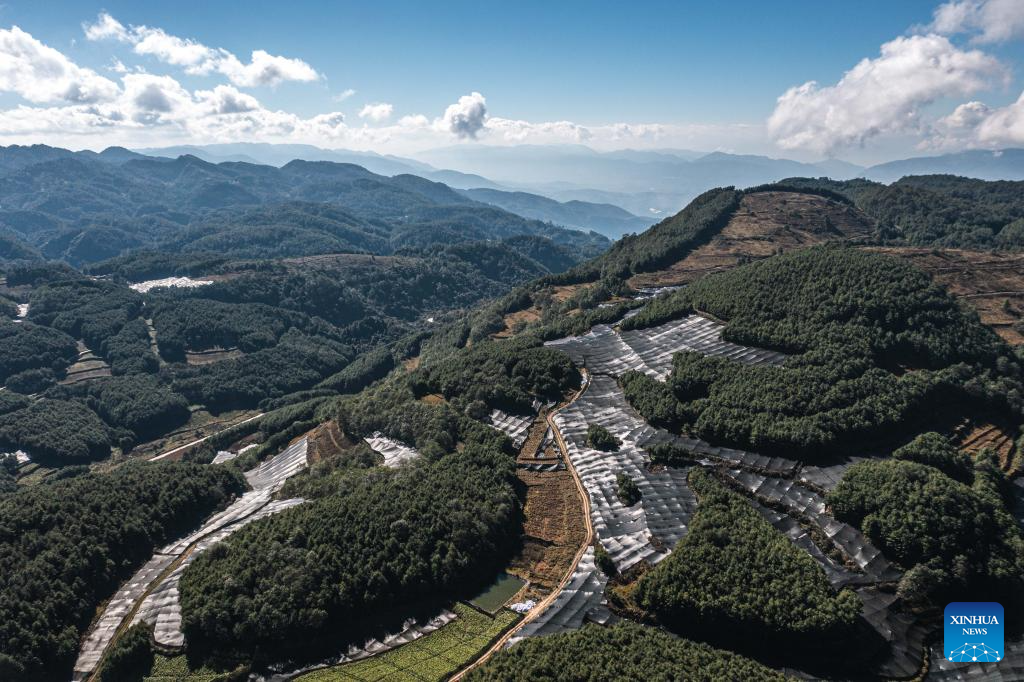 Baoshan City promotes standardized and large-scale planting of wasabi in SW China