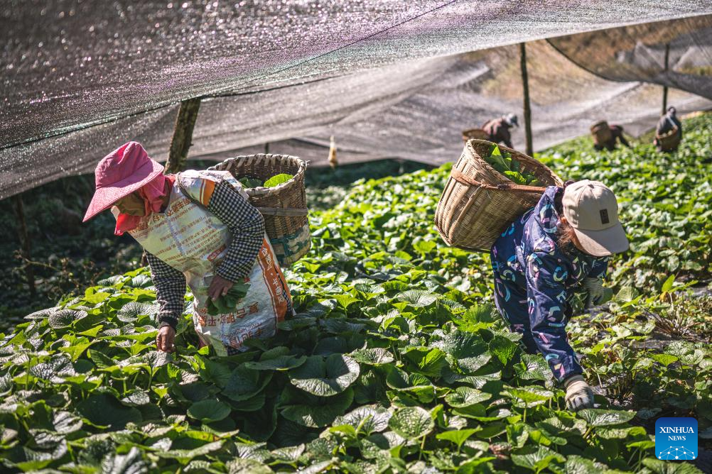 Baoshan City promotes standardized and large-scale planting of wasabi in SW China