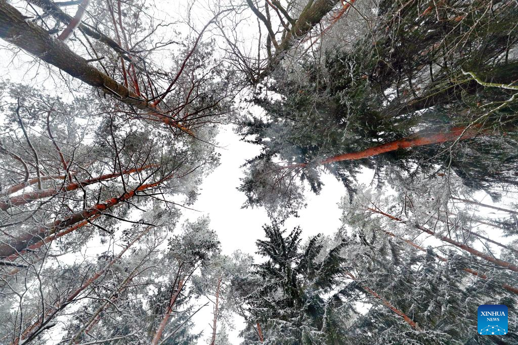 Belarus sees first snowfall in winter