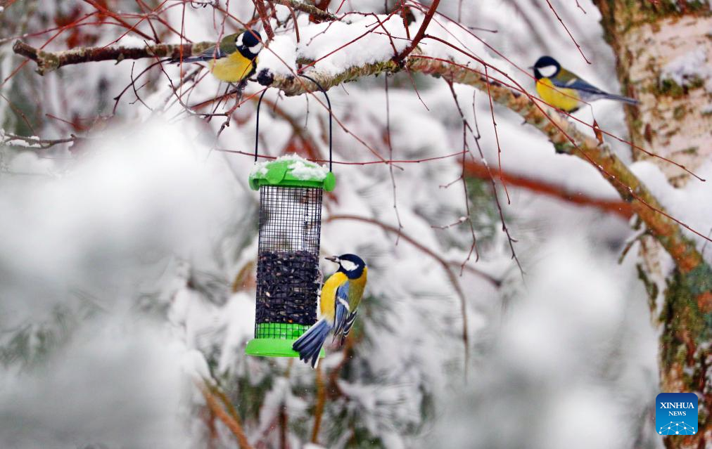 Belarus sees first snowfall in winter