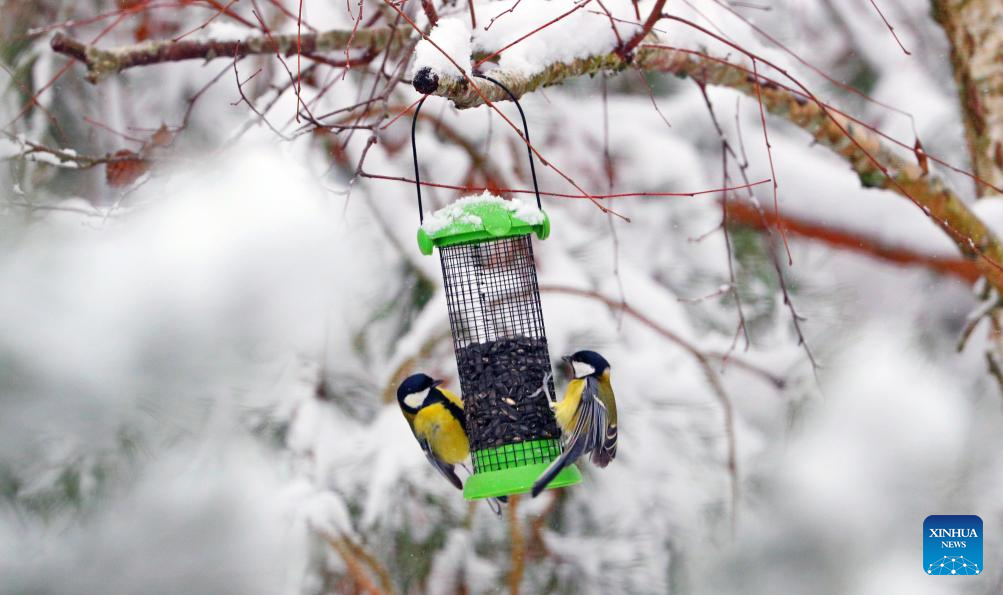 Belarus sees first snowfall in winter