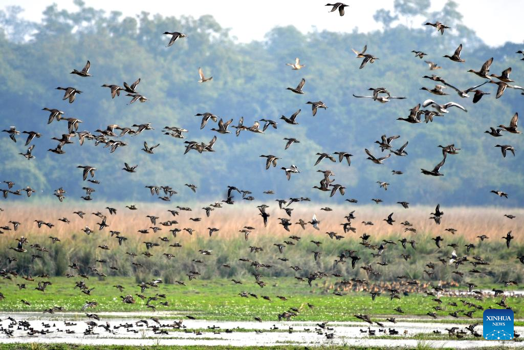 Migratory birds seen in India's Assam