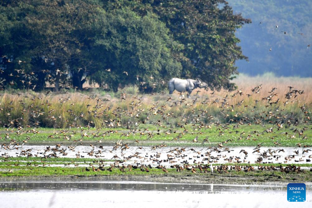 Migratory birds seen in India's Assam