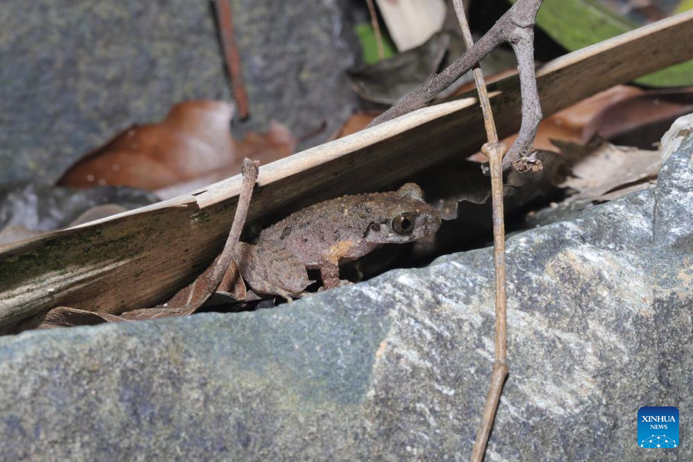 New horned toad species discovered in south China