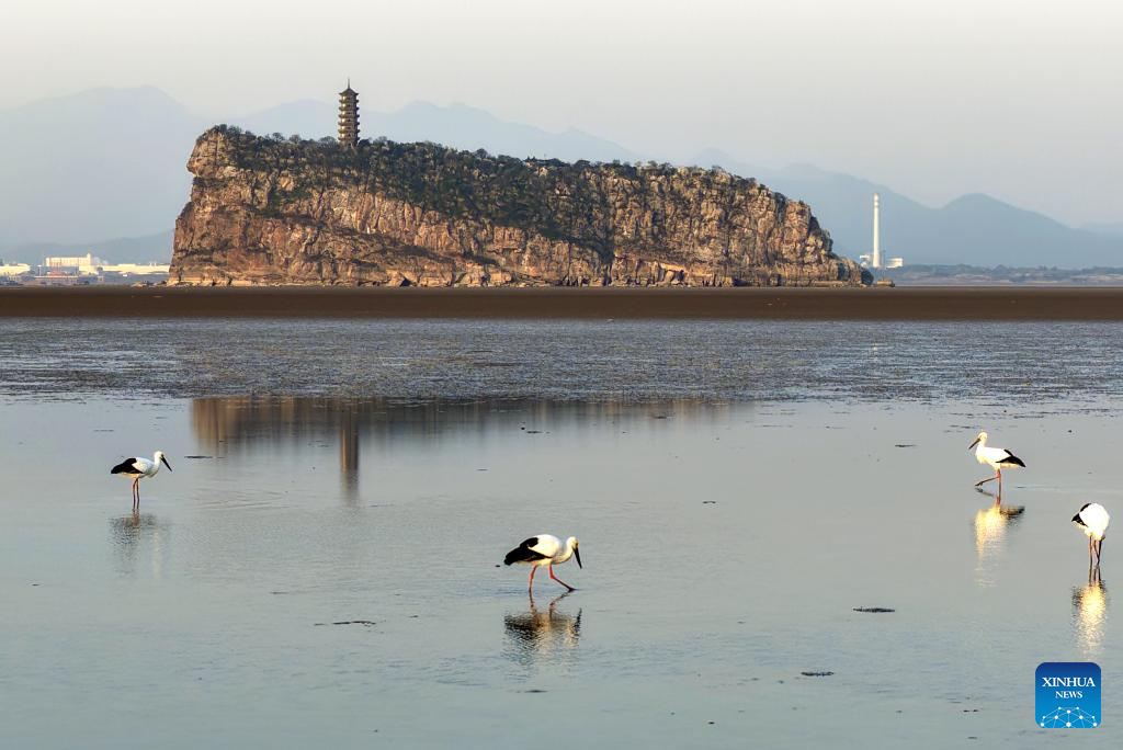 Migrant birds seen at Poyang Lake in Hukou County, China's Jiangxi