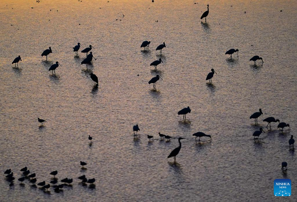 Migrant birds seen at Poyang Lake in Hukou County, China's Jiangxi